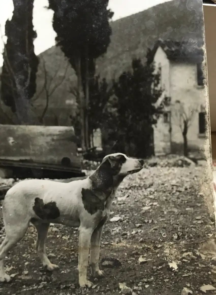 An old photo of a family pet
